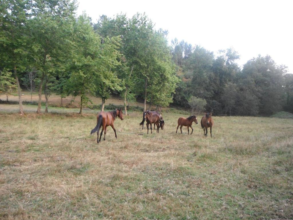בית הארחה ויירה דו מיניו 	Quinta Da Penela מראה חיצוני תמונה